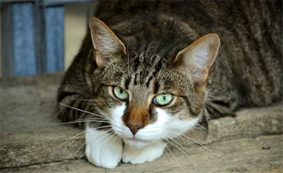 Does a woman's dream of a cat signify good fortune?