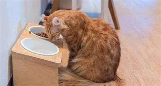 The "hen-like squat" posture of cats actually has these meanings.