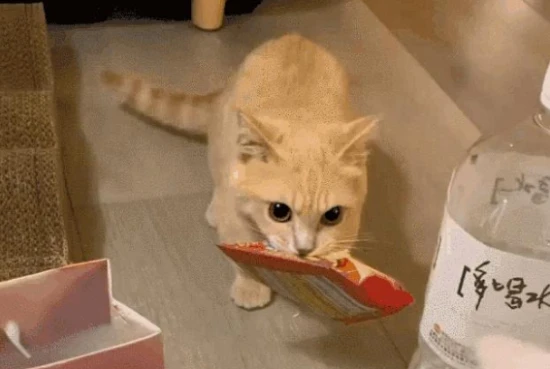 What to do if you have bad luck after getting a cat?