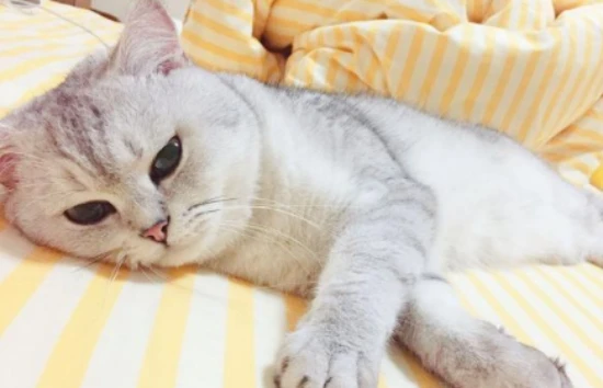 What flowers should you not grow if you own a cat?