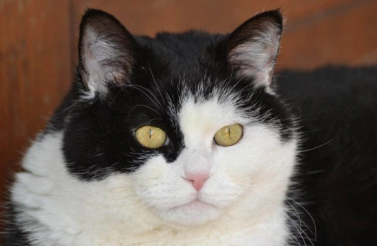 Is it lucky to own a cat with two-toned faces?