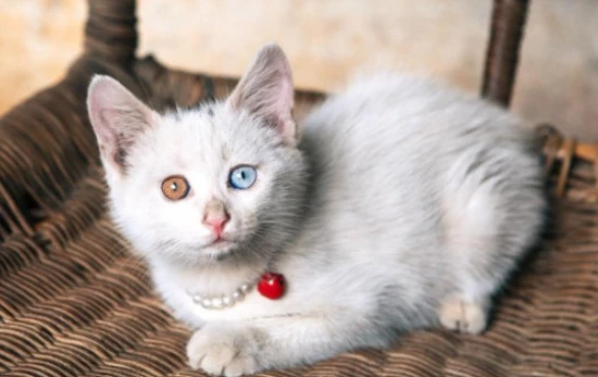 Why can't you keep a white cat at home?