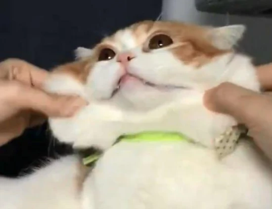 Why weren't cats domesticated like dogs?