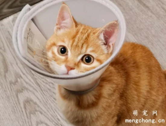 The 6 least smelly cat breeds: They can go months without a bath and still smell wonderful!