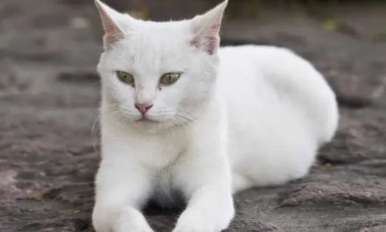 What breed is a cat that is entirely white?