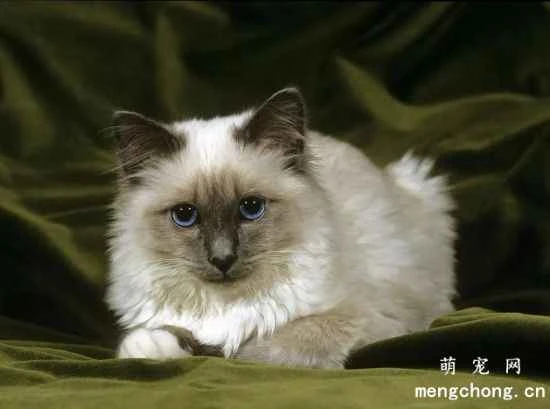 Are Burmese cats easy to care for? What are the living habits and personality traits of Burmese cats?