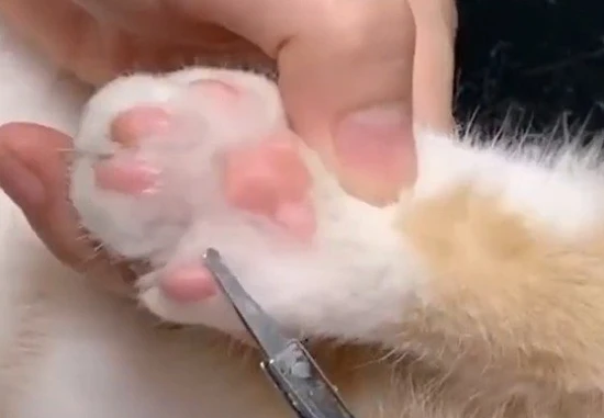 Why can't you cut a cat's paw hair?