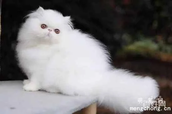 Persian cat CFA standard