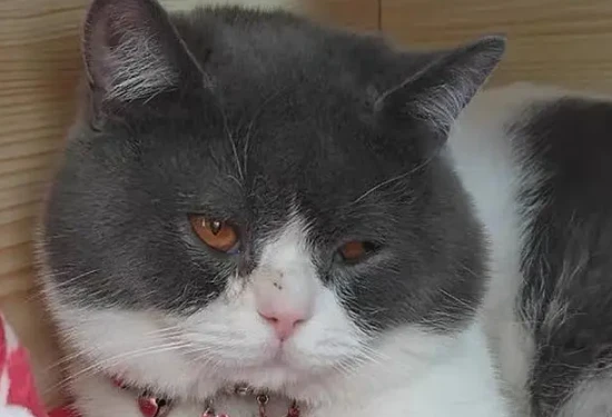 Will a female cat develop cheek puffiness?