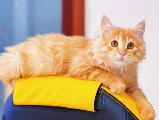 What should you be aware of when adopting a cat?