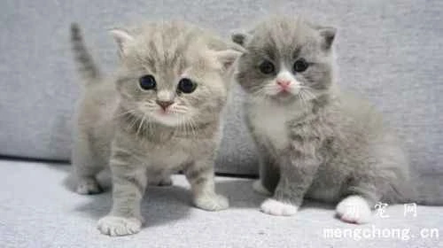 What nutrients do kittens need? A good diet is very important.