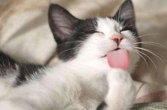 Does the cat know that humans aren't cats?