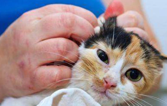 How can I tell if my cat's eardrum is ruptured?