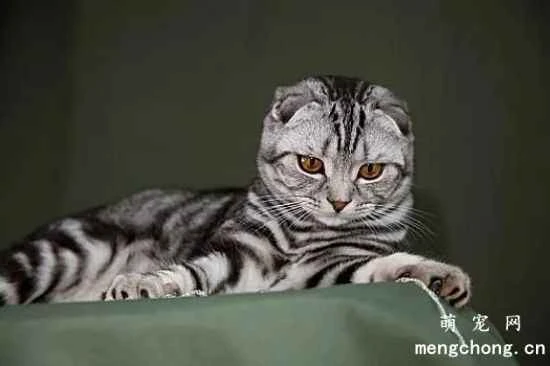 What are the different markings on a tabby cat? Characteristics of various tabby cat markings.