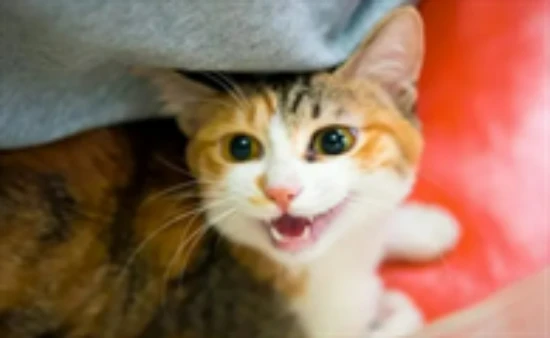 Why do cats sleep on their backs?