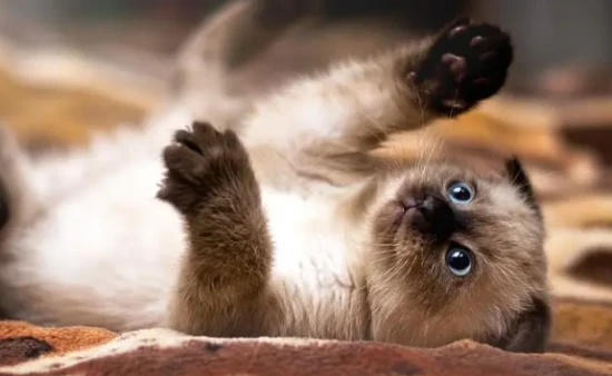 What's causing the kitten's purring sound?