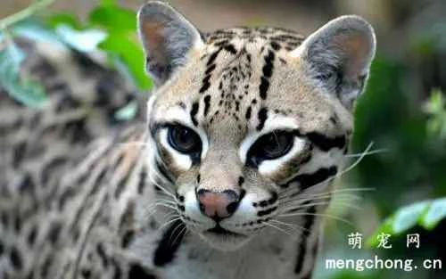 What are the symptoms of vitamin C deficiency in cats?