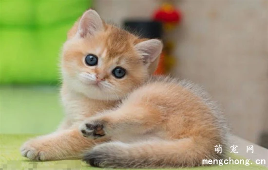 Precautions for feeding cats