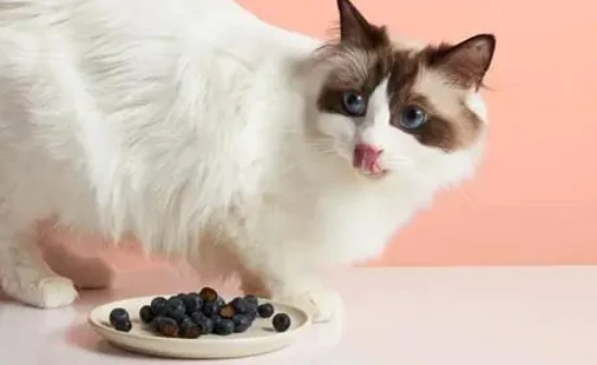 10 fruits that cats love to eat