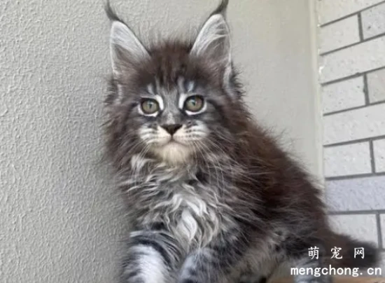 比狗还要忠心的几种猫，你家的猫咪上榜了吗？