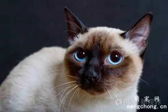 Are Siamese cats intelligent? Are they easy to train?