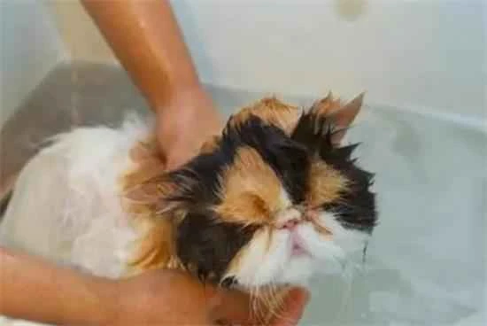 Can kittens take a bath?