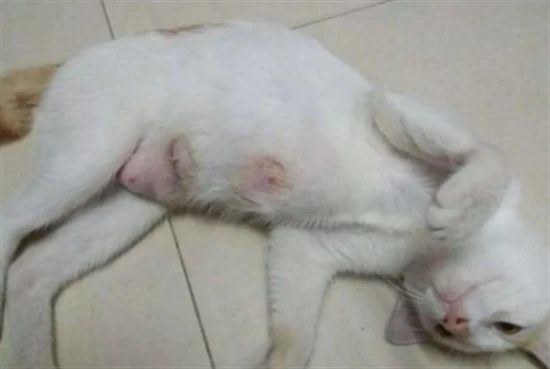 How many milk spots does a cat have?