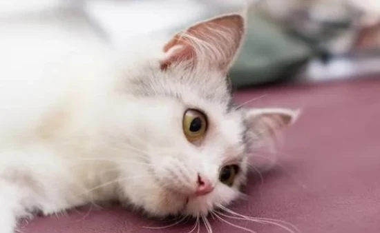 What should I do if my cat steps on a mousetrap? How can I remove it?