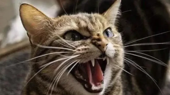 The cat's hissing in the middle of the night sounds like a baby crying.