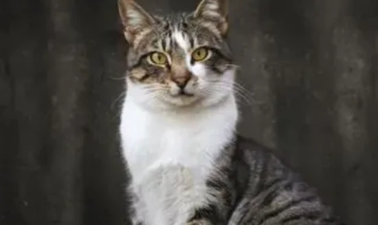 What kind of cat is a tabby cat with a white belly?