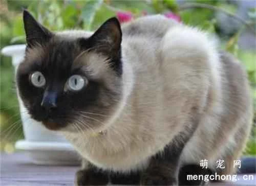 Basic knowledge about feline heart health that every cat owner must know.