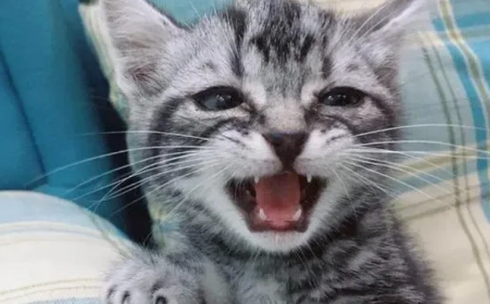 Why is my kitten's meow hoarse?