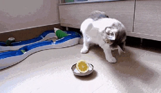 	 实战篇！各个阶段猫咪喂养攻略，来对号入座！