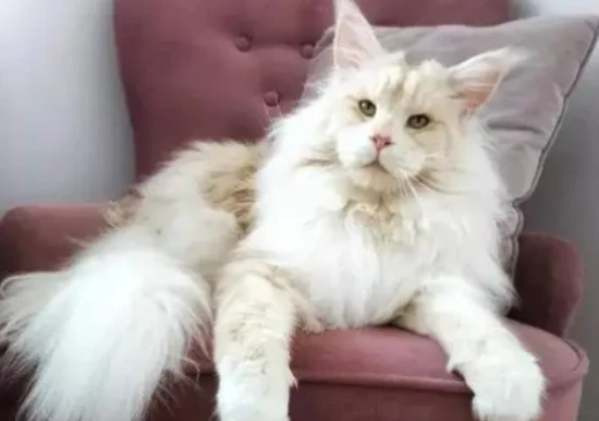 How much does the world's largest cat weigh?