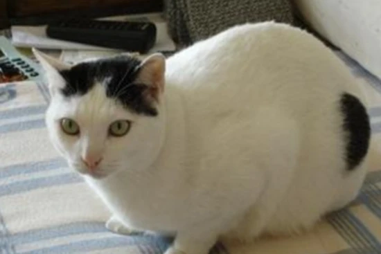 How to determine a cat's age