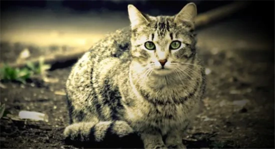 What are the sayings about men keeping cats?