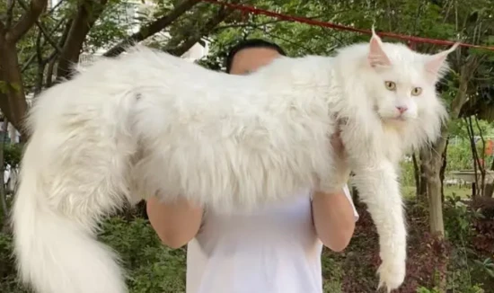 Cat breeds with long tails