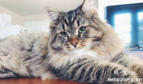 Four essential details about a cat's life that shouldn't be overlooked?