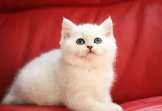 Can cats eat sweets?