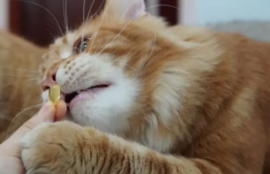 Can cats eat fish oil meant for humans?