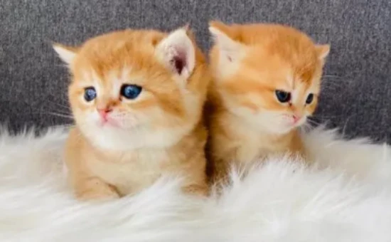 Can kittens eat eggs?