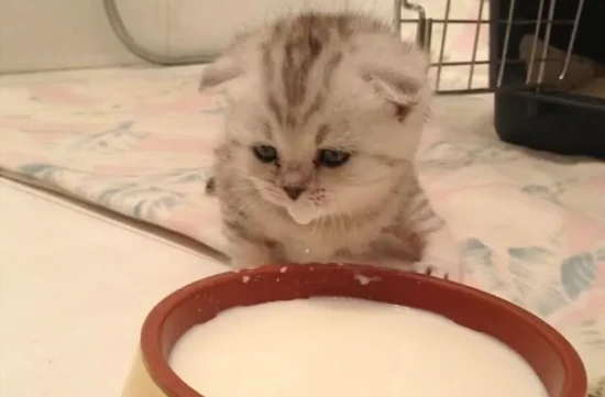 What can a mother cat eat to increase milk production?