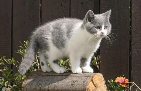 Long-tailed cats or short-tailed cats are better?