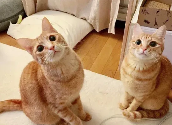 Why can't cats detect sweetness?