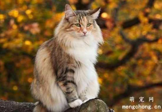 The history and origins of the Norwegian Forest Cat
