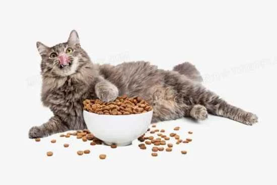 What are the benefits of lecithin for cats?