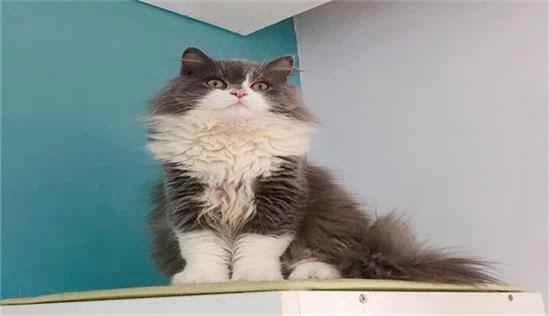 What species is the Blue and White Highlander?