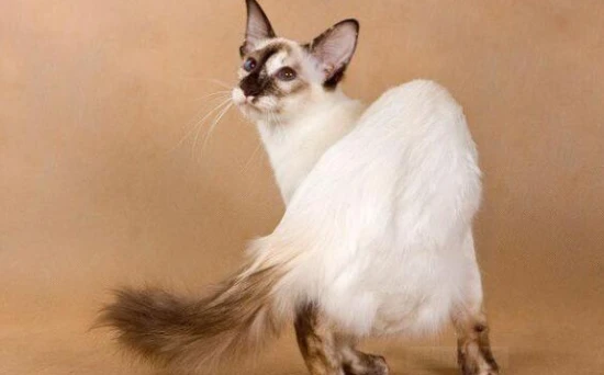 Are Java cats extinct?