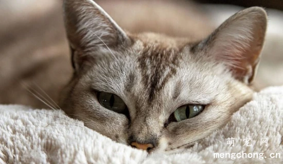 Is your cat suddenly acting cute? It might be in pain! You need to know these SOS signals.