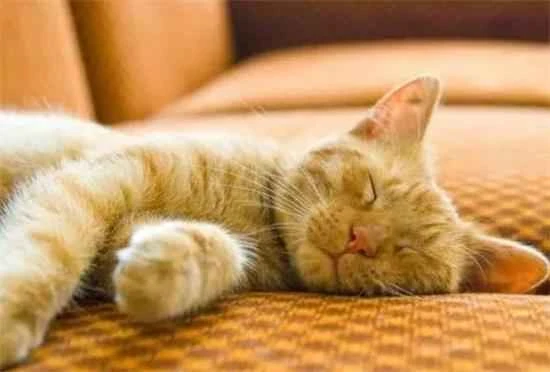 Why does my cat keep purring?